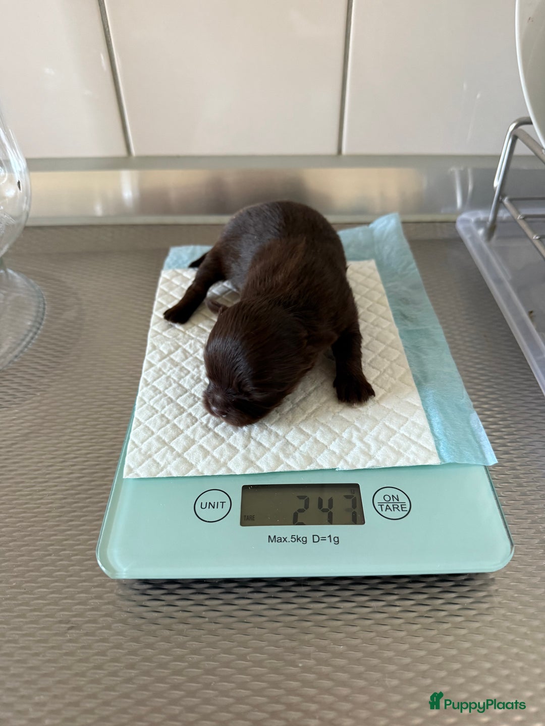 Chihuahua honden te koop: Chihuahuas pups - Advertentie 20