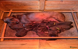 Labrador Retriever honden te koop: Labrador pups chocolade bruin met Stamboom - Afbeelding 6