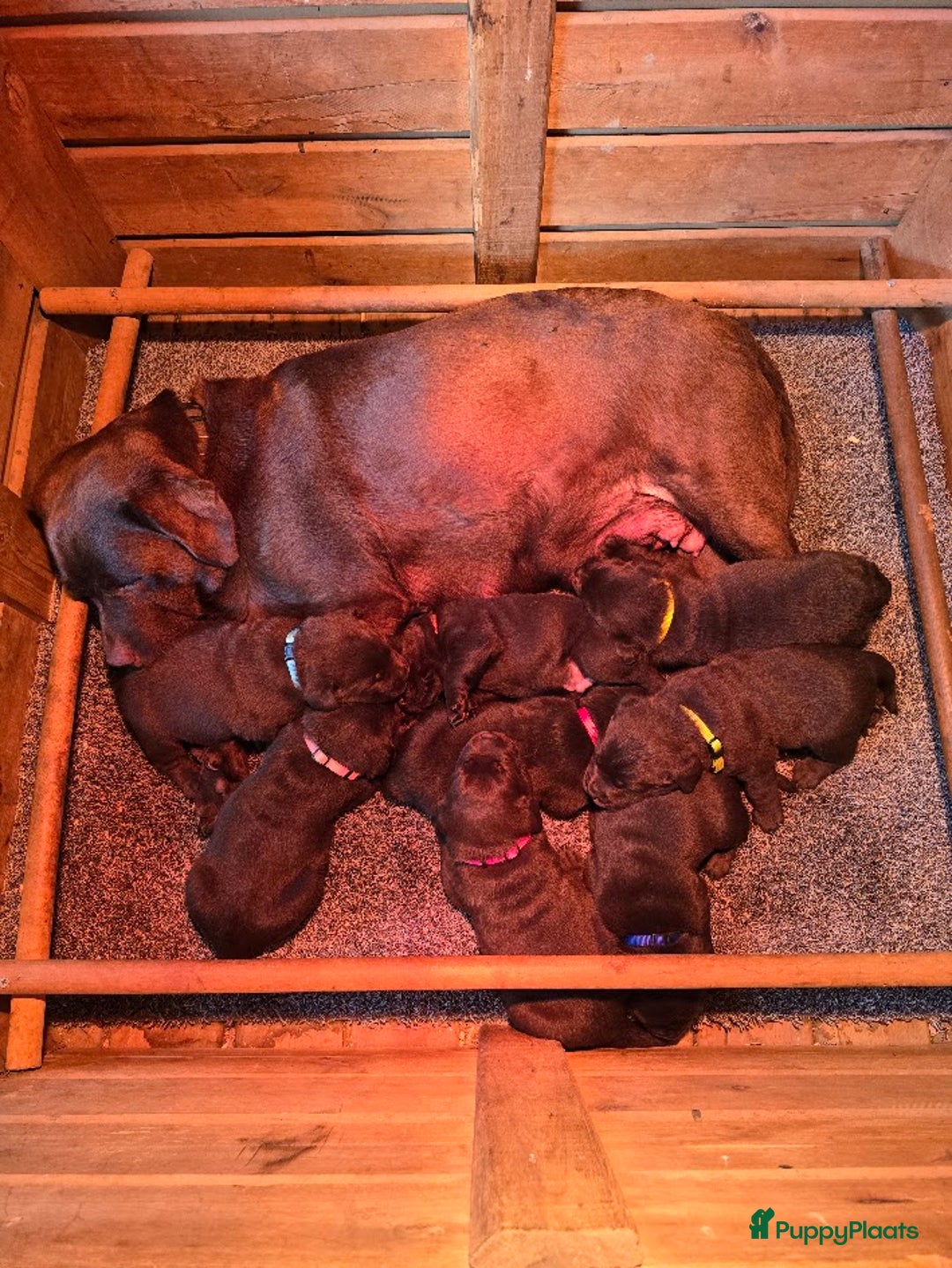 Labrador Retriever honden te koop: Labrador pups chocolade bruin met Stamboom - Afbeelding 6