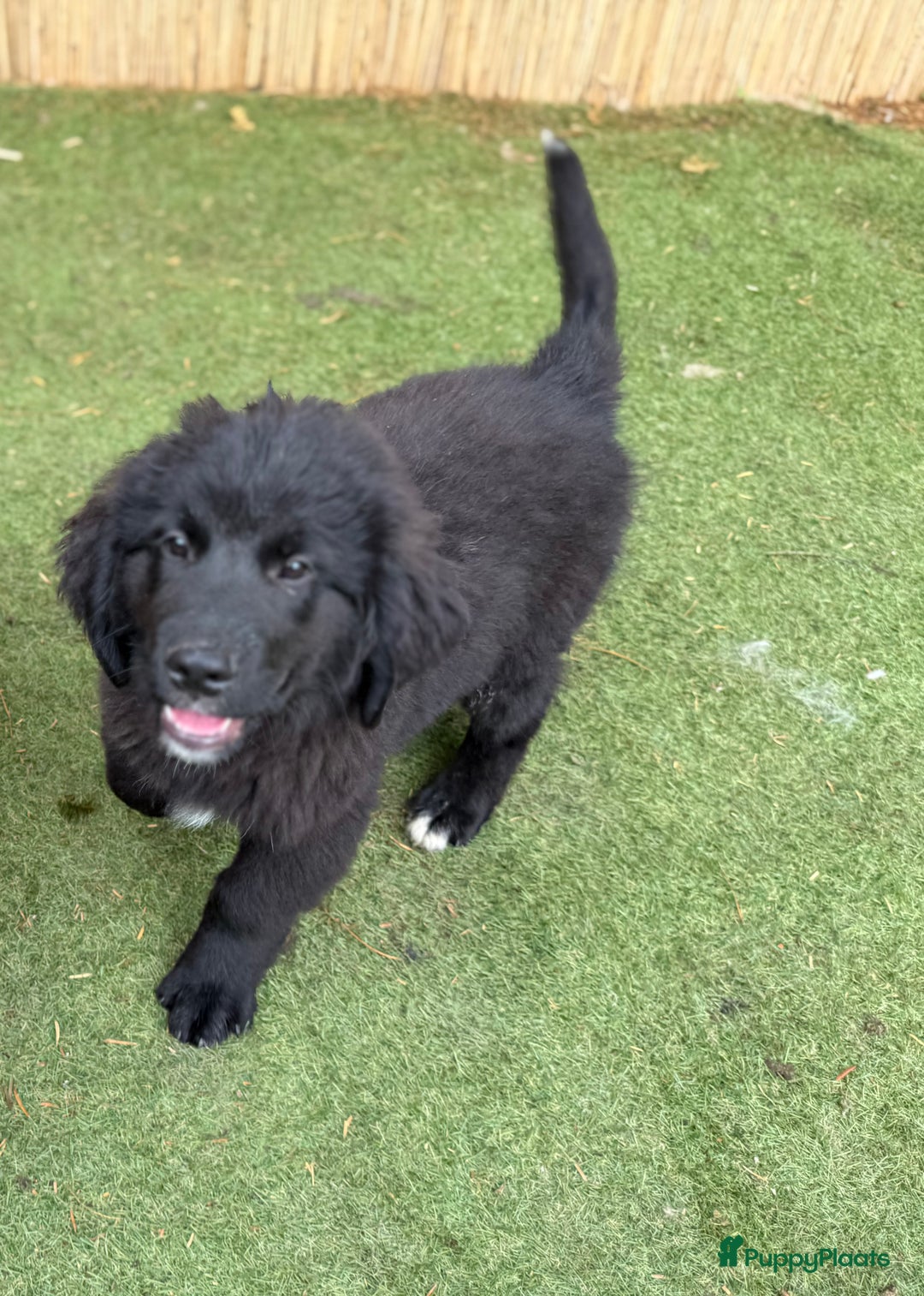 Kruising honden te koop: Newfoundlander Kruising pups  - Afbeelding 26