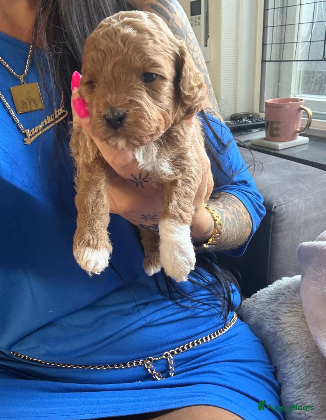 Labradoodle honden te koop: Prachtige Doodle - La Poodle pups te koop  - Afbeelding 5