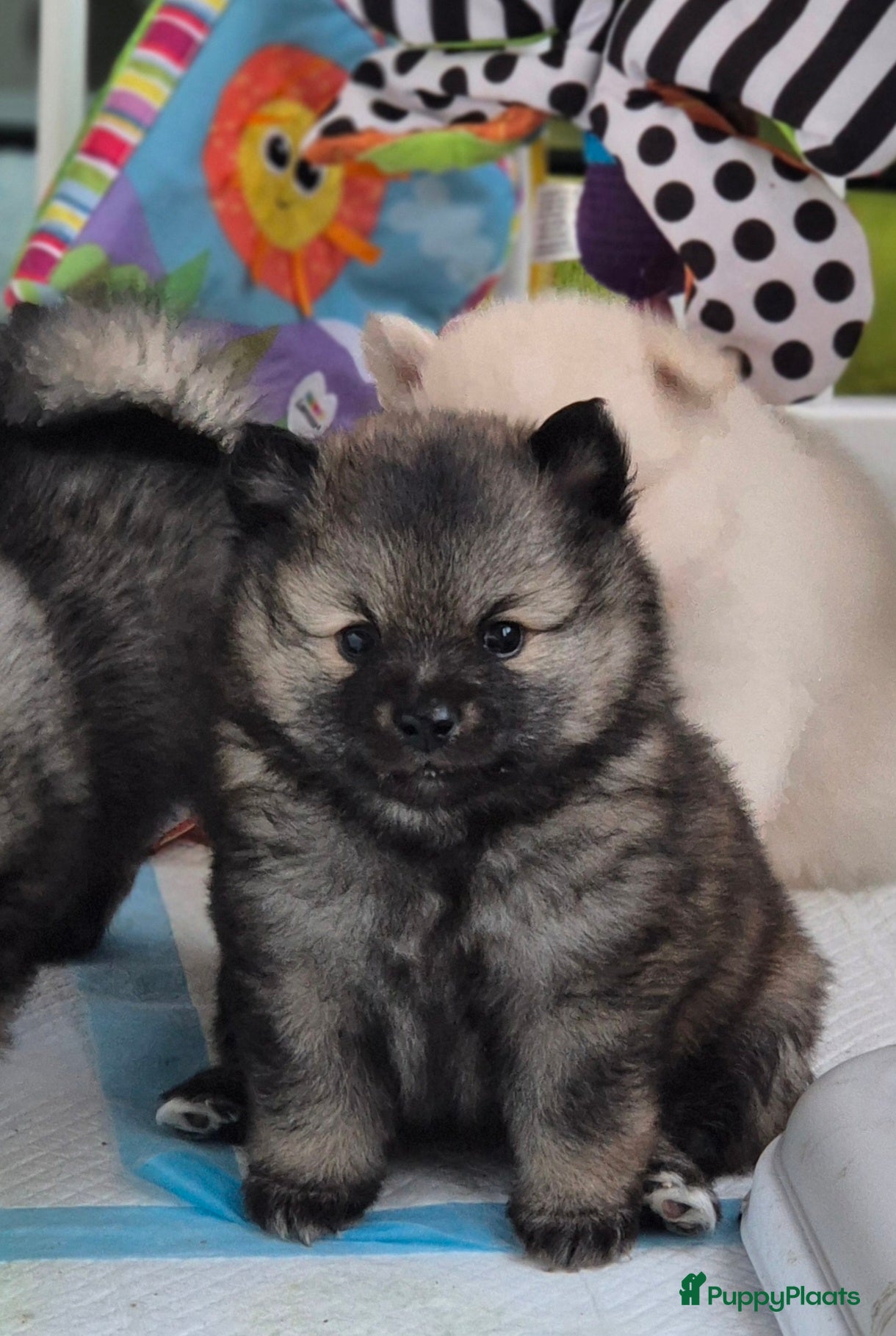 Keeshond honden Middenslag Keeshond pups - Advertentie 1