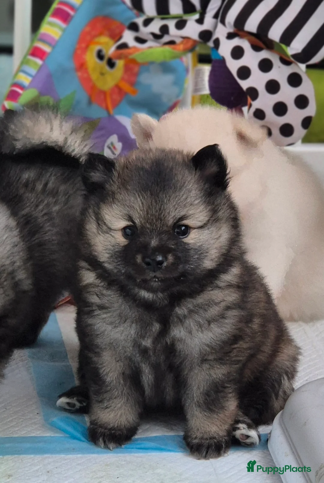 Keeshond honden te koop: Middenslag Keeshond pups - Advertentie 8