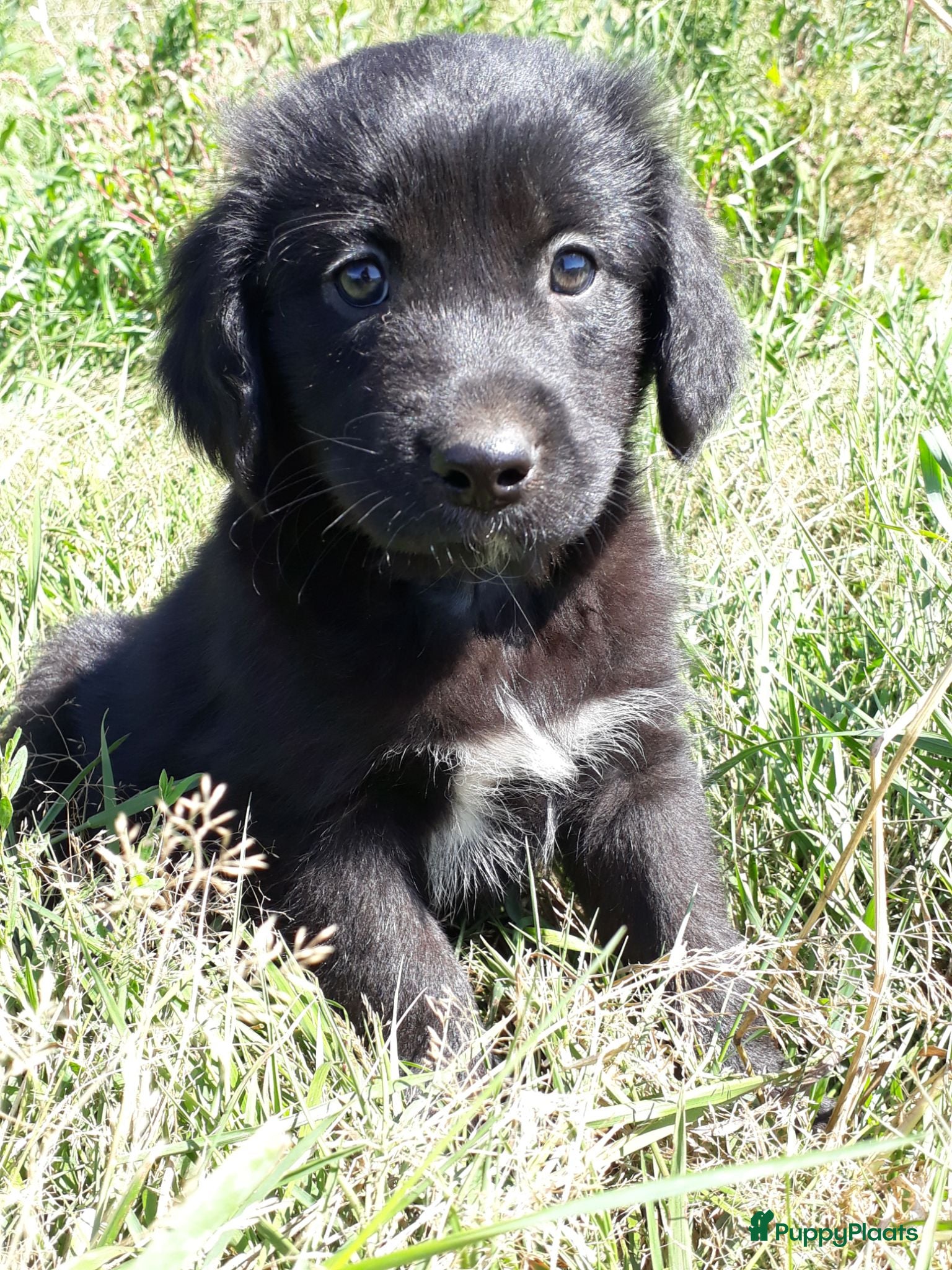 Kruising honden Prachtige Goldendoole X Friese Stabij pups - Advertentie 1