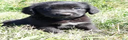 Kruising honden te koop: Prachtige Goldendoole X Friese Stabij pups - Advertentie 1
