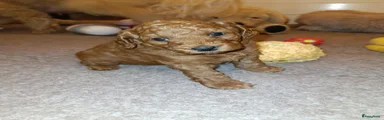 Labradoodle 2