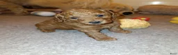 Labradoodle honden te koop: Mini Labradoodle pups - Advertentie 4