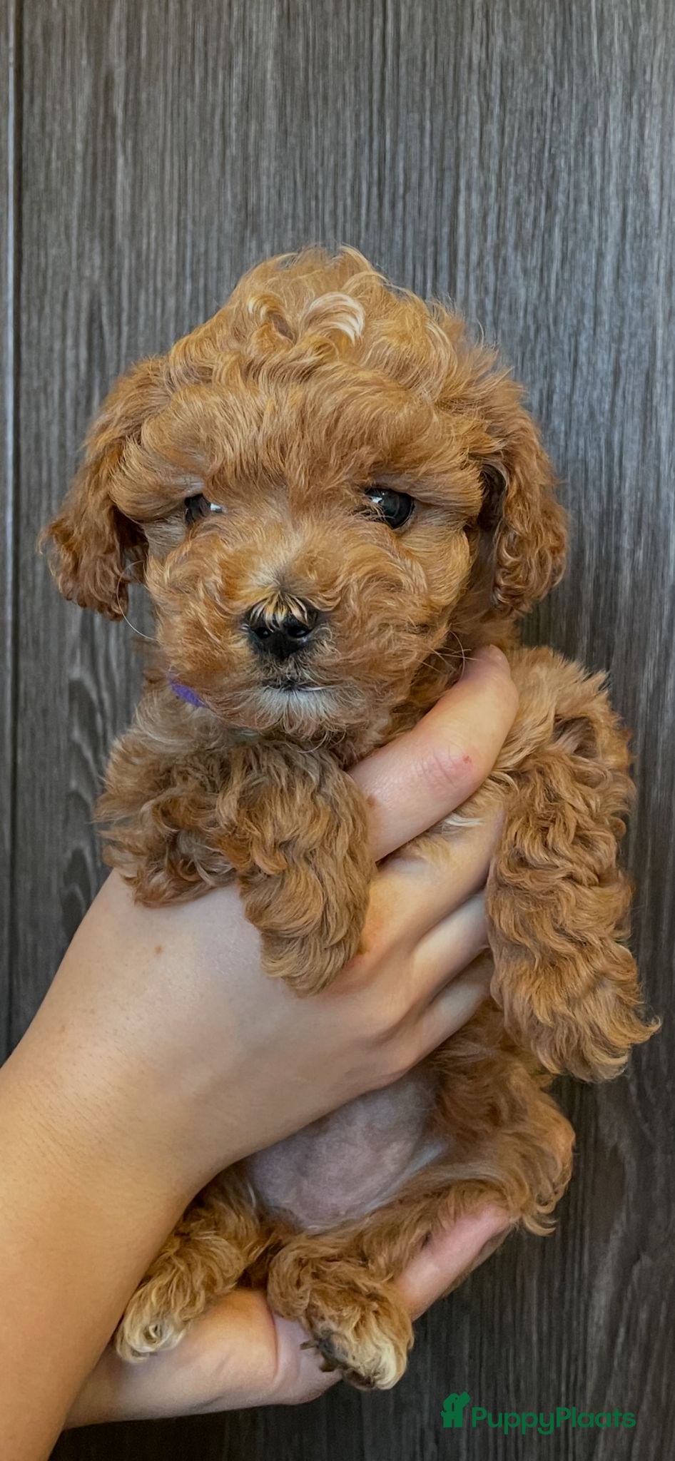 Poedel Toy honden Toy poedel pups - Advertentie 1