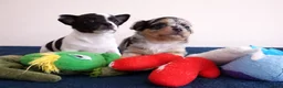 Chihuahua honden te koop: 3de generatie Chihuahuatjes van Di Petit Bello!  - Advertentie 24
