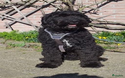 Goldendoodle honden te koop: Golden doodle pups te koop - Afbeelding 3