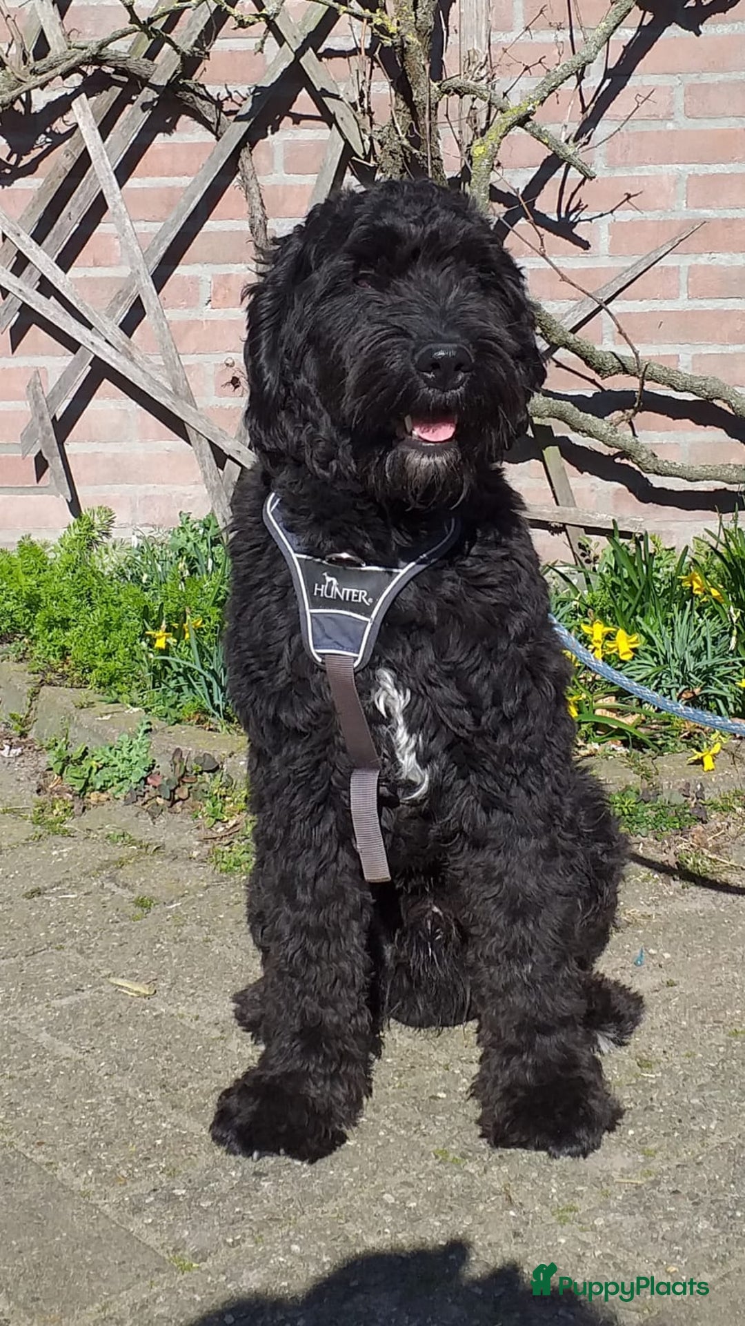 Goldendoodle honden te koop: Golden doodle pups te koop - Afbeelding 3