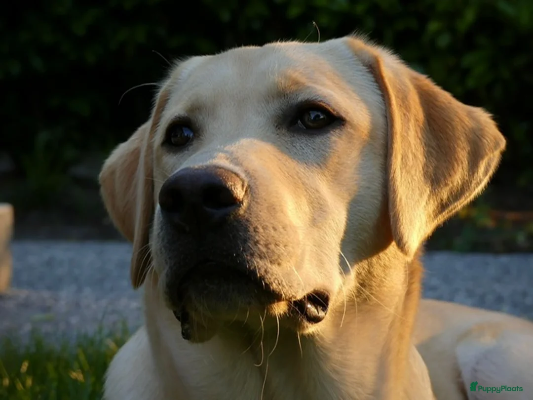 Labrador Retriever honden te koop: Zwarte labrador pups - Advertentie 2