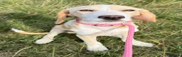 Kruising honden te koop: Jayaa - Advertentie 1