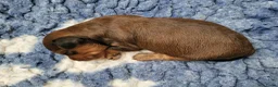 Kruising honden te koop: Havapoo pups - Advertentie 6