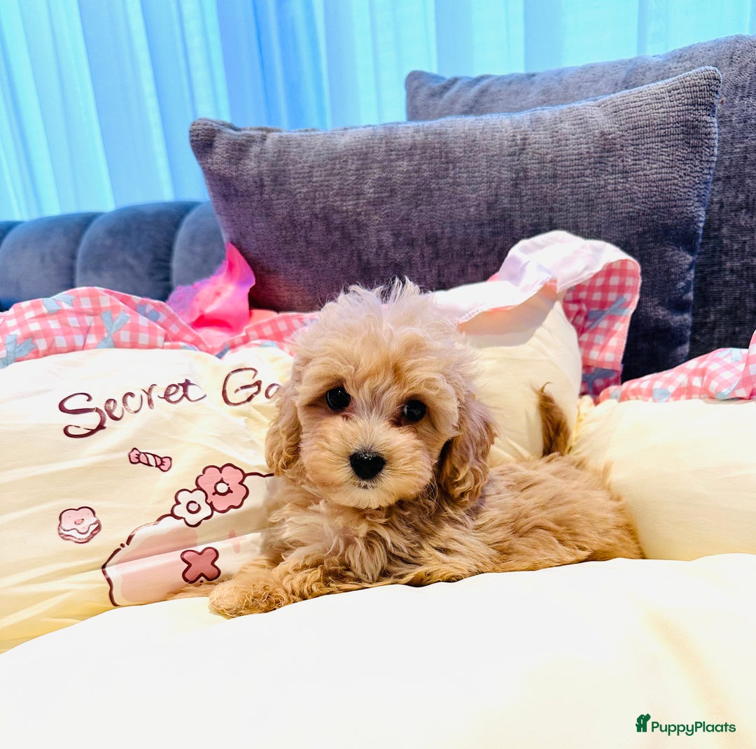 Maltipoo honden te koop: Bijzonder mooie maltipoo pups kunnen bijna weg - Advertentie 17