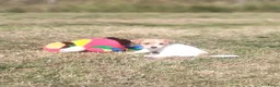 Jack Russel Terriër honden te koop: Jack russell pups met Stamboom!! - Advertentie 4