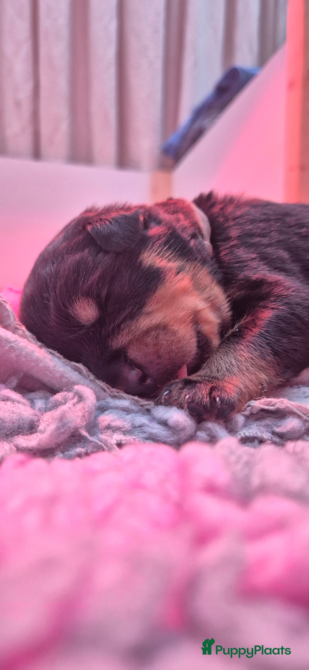 Rottweiler honden te koop: Nest F 27.11.2025 - Advertentie 18