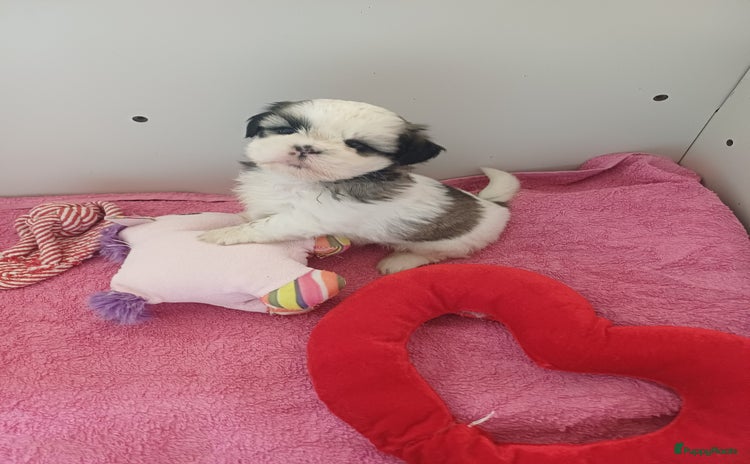 Shih Tzu honden - Advertentie 4