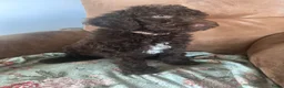 Australian Labradoodle honden te koop: Lief Medium Australian Labradoodle reutje - Advertentie 13