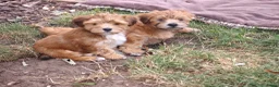 Havanezer honden te koop: Nog 1 Havanezer reutje beschikbaar - Advertentie 6