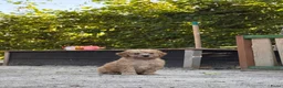 Kruising honden te koop: Labradoodle pups mini - Advertentie 2