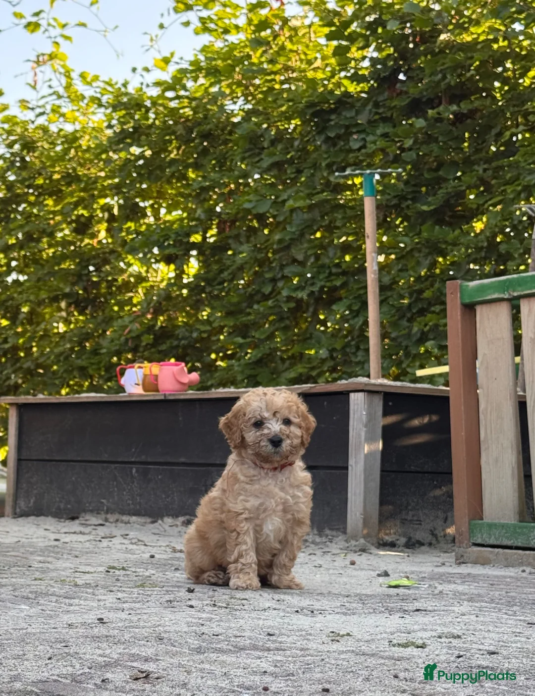 Kruising honden te koop: Labradoodle pups mini - Advertentie 2