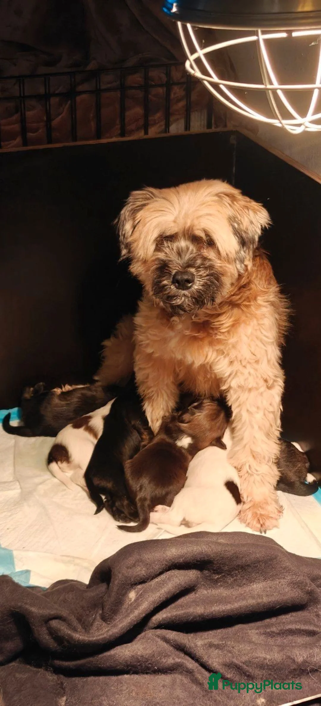 Tibetaanse Terriër honden te koop: Tibetaanse Terriër pup  - Advertentie 15