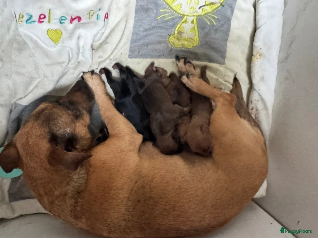 Jack Russel Terriër honden te koop: Prachtige Jack Russel Pup - Advertentie 11