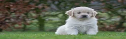 Golden Retriever honden te koop: prachtige golden retriever pups - Advertentie 19