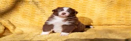 Australian Shepherd honden te koop: Raszuivere Australian shepherd pups te koop - Advertentie 7