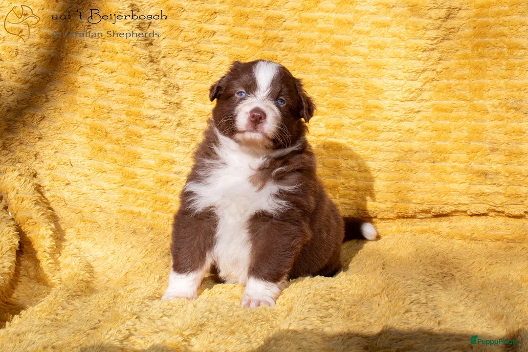 Australian Shepherd honden te koop: Raszuivere Australian shepherd pups te koop - Advertentie 7