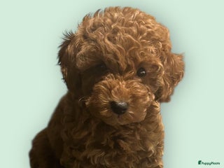 Poedel Toy honden Toy poedel - Advertentie 8