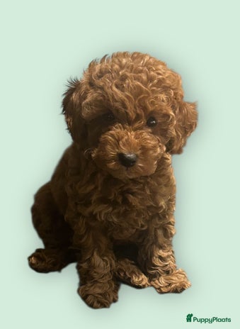 Poedel Toy honden - Advertentie 1