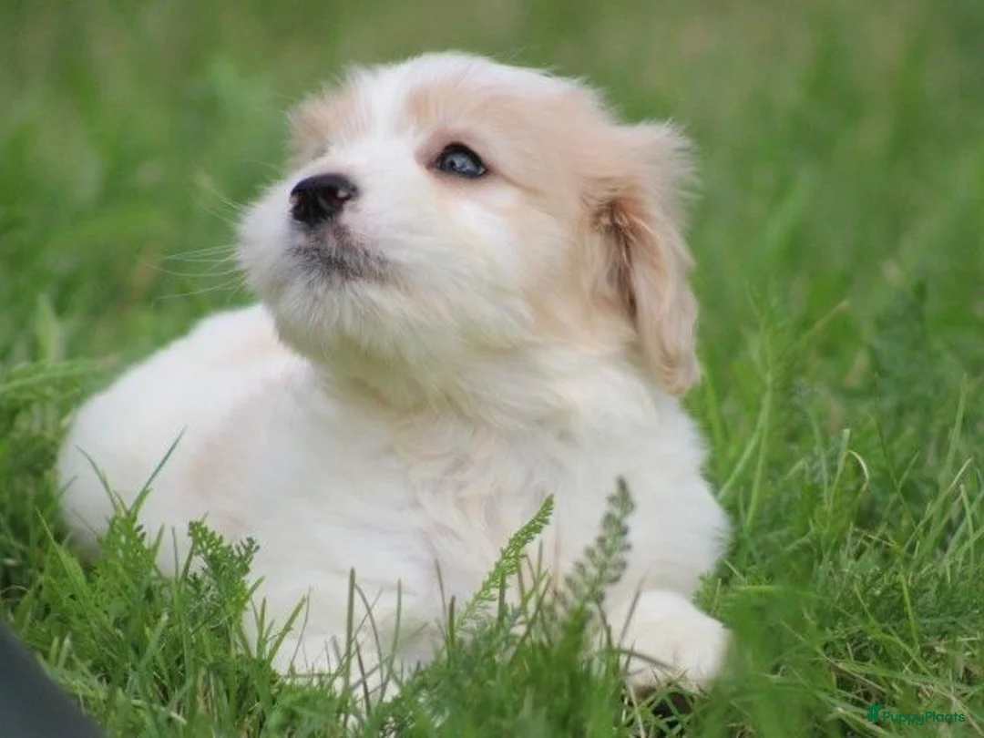 Kruising honden te koop: Kruising Cavalier King Charles Spaniel - Advertentie 14