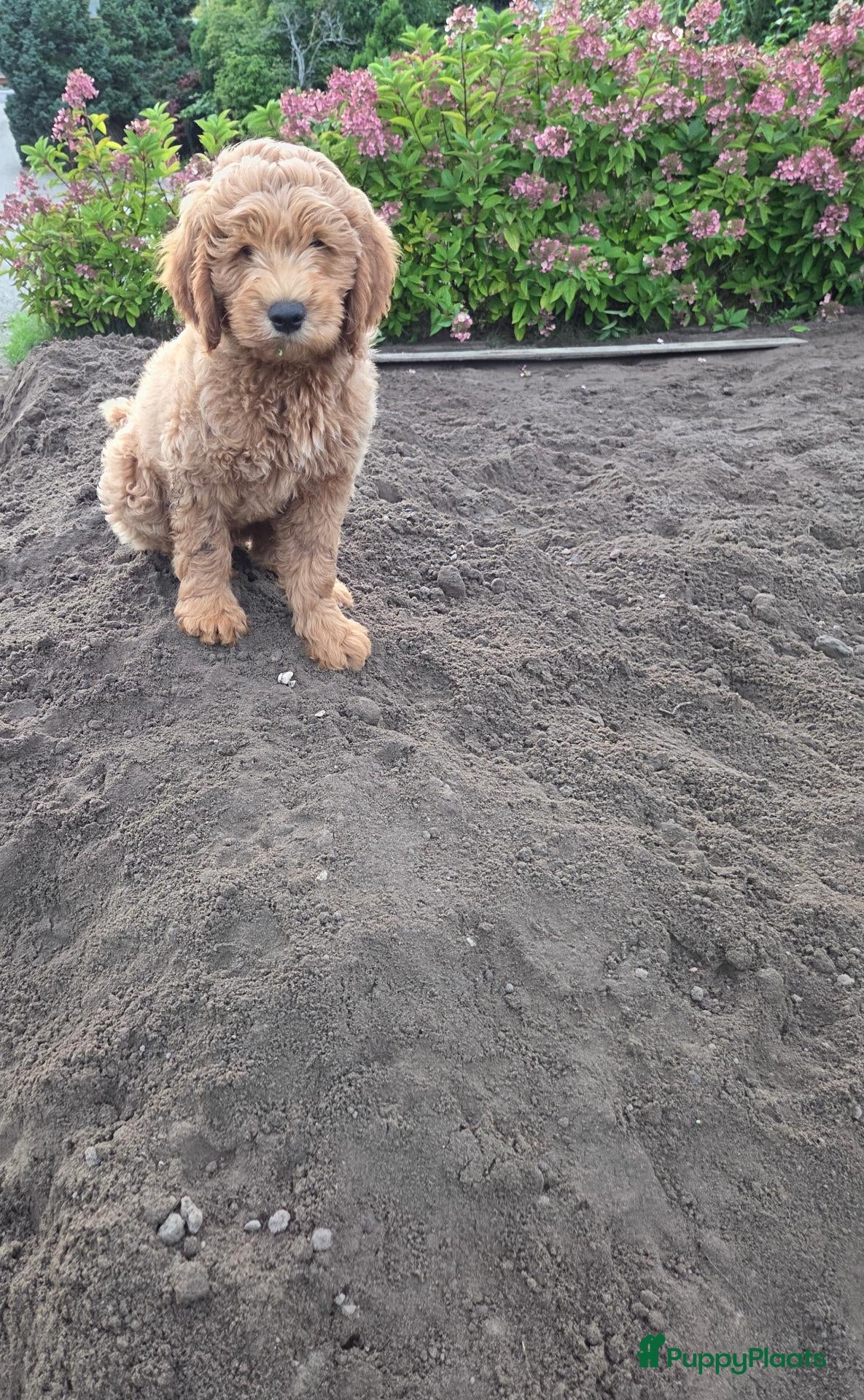 Kruising honden Labradoodle  - Advertentie 6