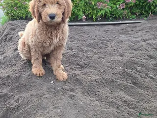 Kruising honden Labradoodle - Advertentie 6