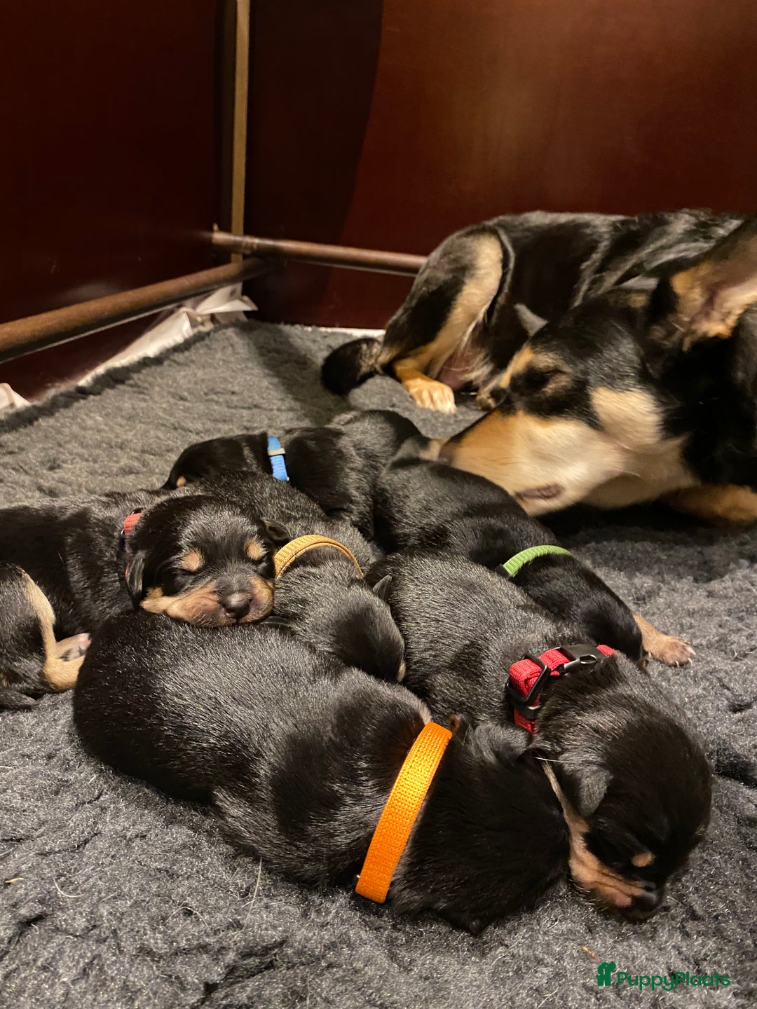 Australian Kelpie honden te koop: Working kelpie - Advertentie 5