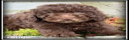 Labradoodle honden te koop: Labradoodle F4 pups 40-45 cm - Advertentie 3