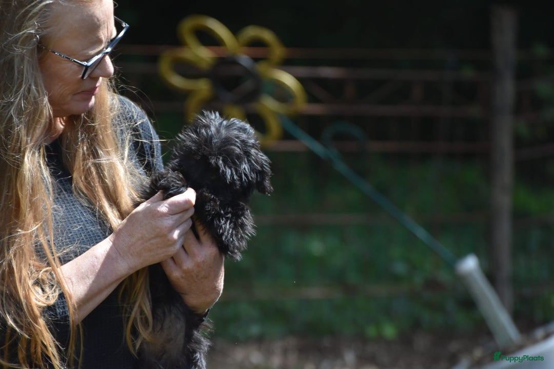Boomer honden te koop: 4(nog twee) Mega leuke YorkiePoo x Teckel/Shihtzu  - Afbeelding 5
