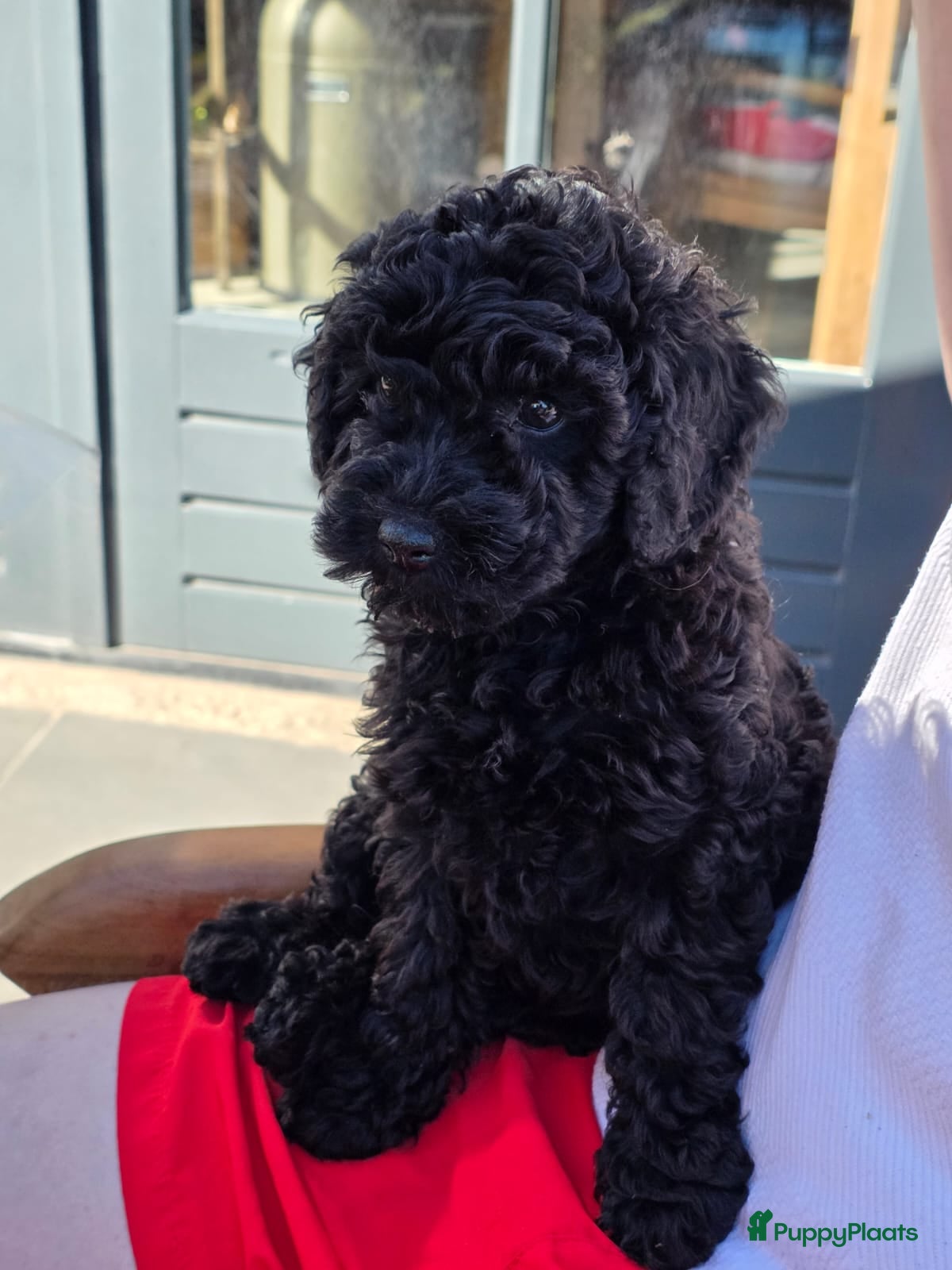 Labradoodle honden Heel mooi zwart f3 mini doodle labradoodle teefje - Advertentie 1