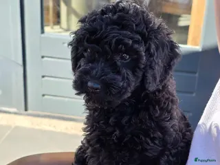 Labradoodle honden Heel mooi zwart f3 mini doodle labradoodle teefje - Advertentie 1