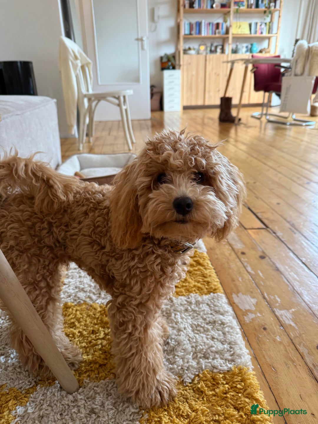 Kruising honden te koop: Ollie zoekt baasje - Advertentie 2