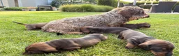Ruwhaar Teckel honden te koop: Teckel standaard ruwhaar FCI-stamboom - Advertentie 1