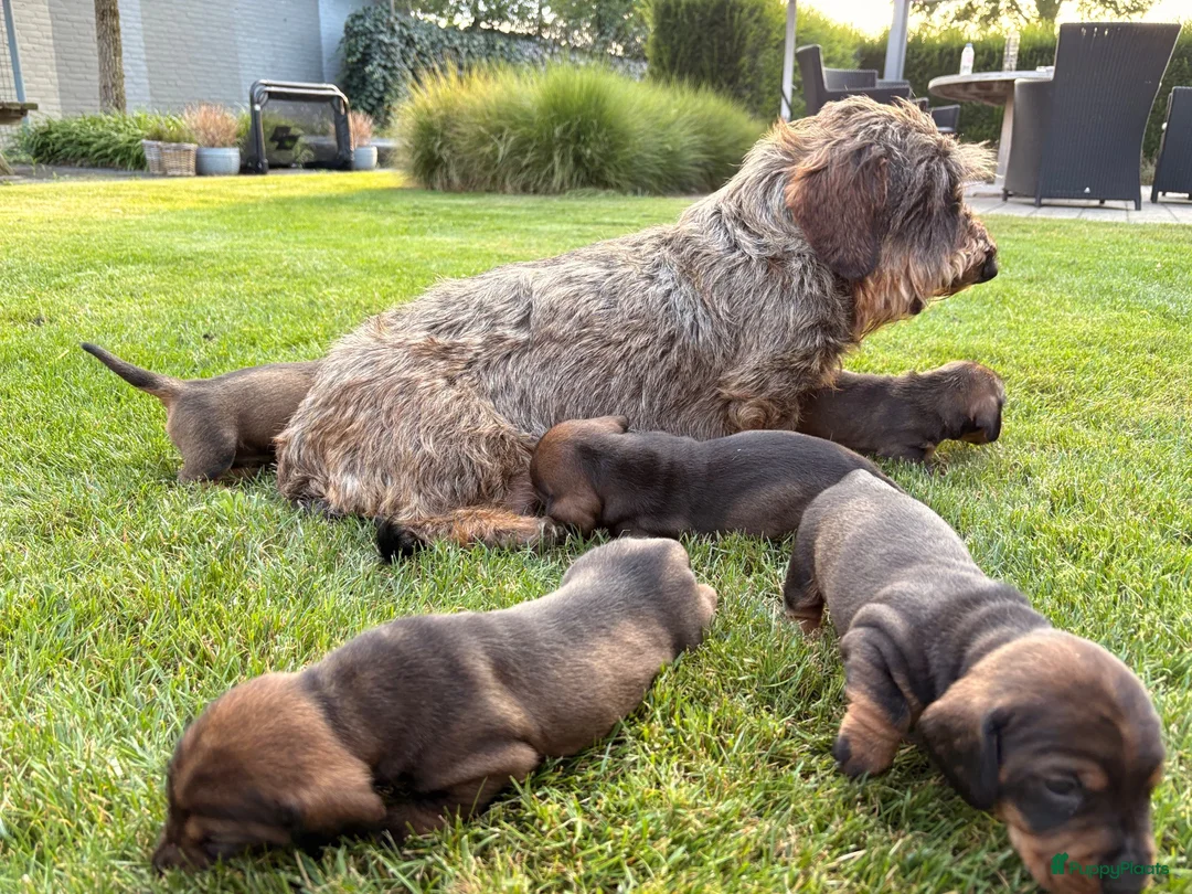 Ruwhaar Teckel honden te koop: Teckel standaard ruwhaar FCI-stamboom - Advertentie 1