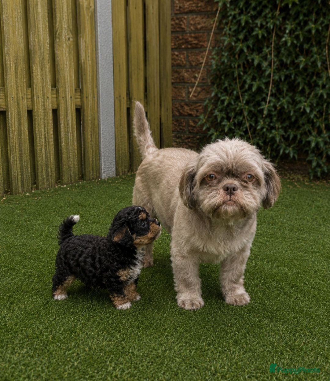 Kruising honden Mooie gezonde boomer pups. Maltezer maal shih tzu - Advertentie 1