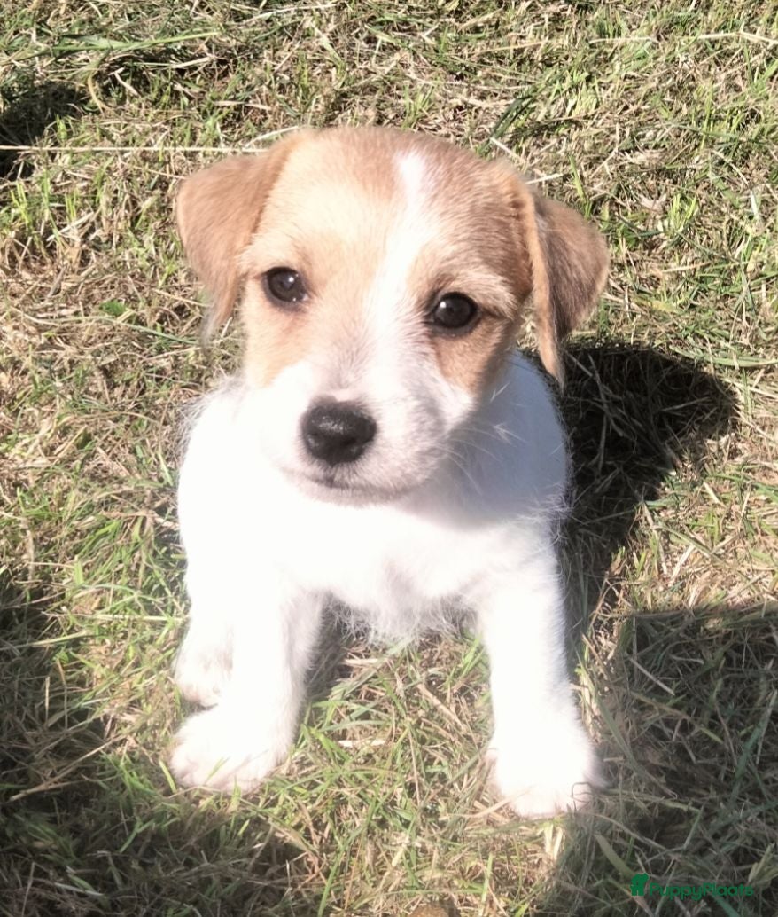 Jack Russel Terriër honden Jack russell pups met Stamboom!! - Advertentie 1