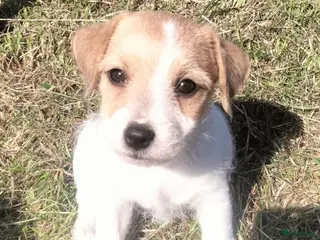 Jack Russel Terriër honden Jack russell pups met Stamboom!! - Advertentie 17