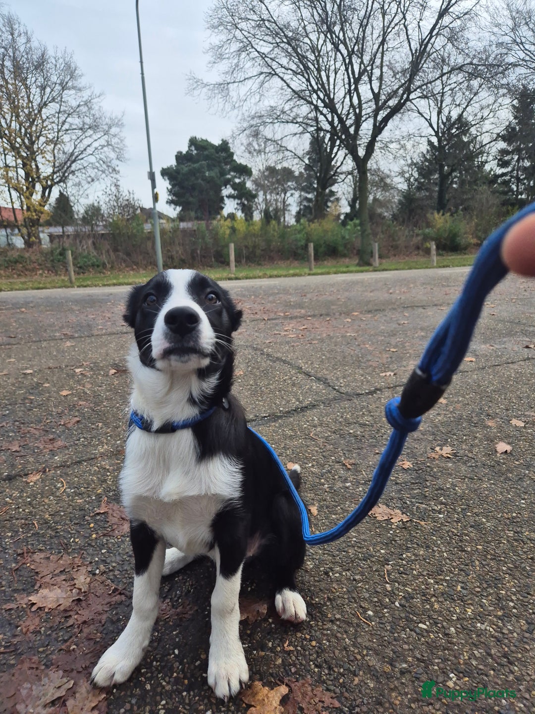 Border Collie honden te koop: Border Collie pups met stamboom - Advertentie 4