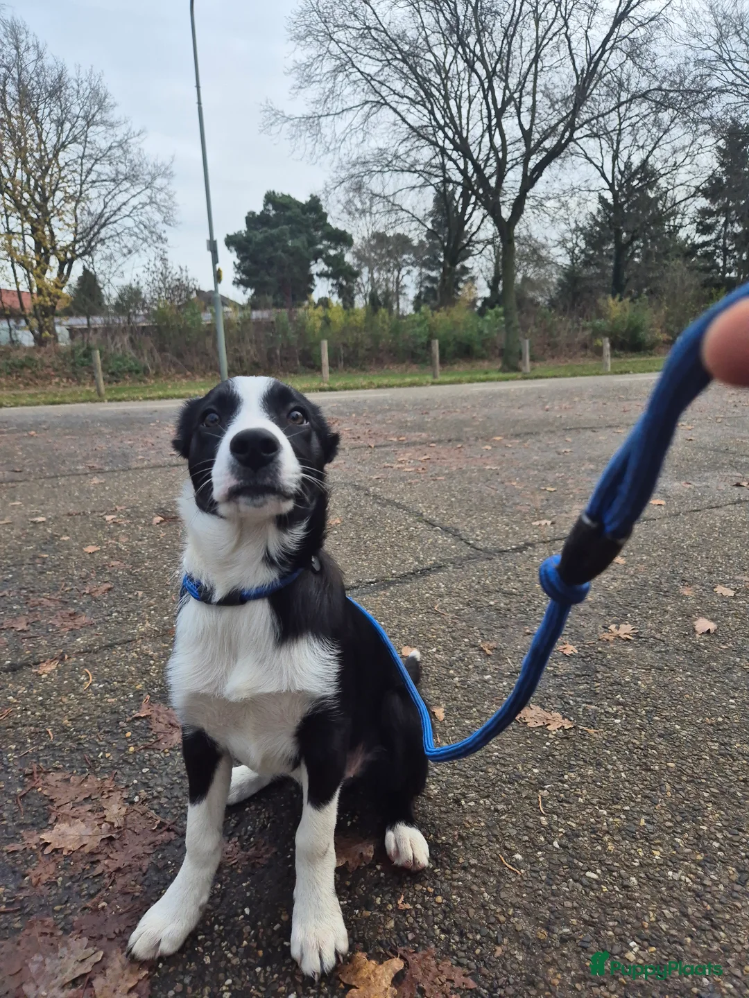Border Collie honden te koop: Border Collie pups met stamboom - Advertentie 3