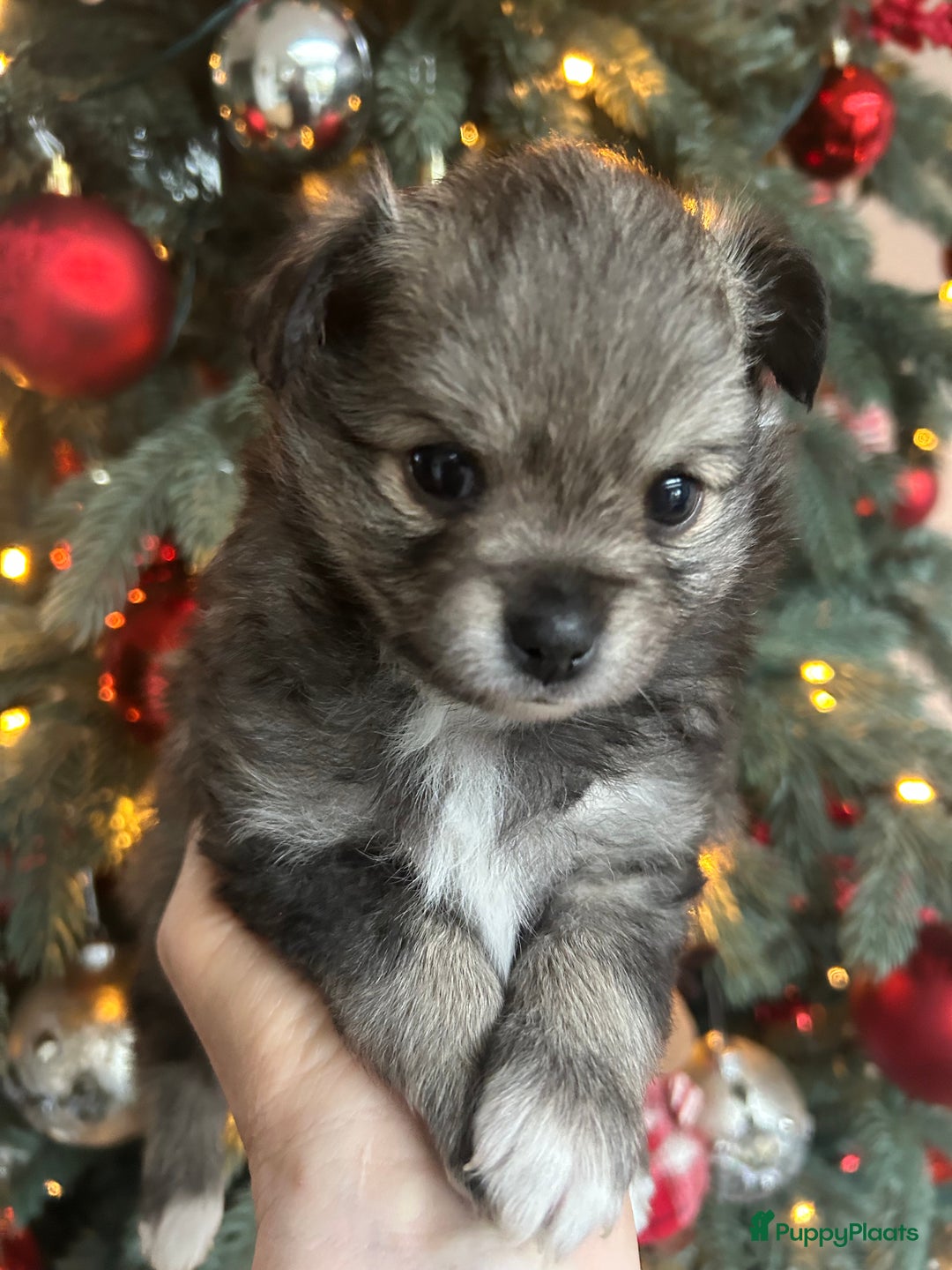 Pomchi honden te koop: Pomchi reutje - Advertentie 35